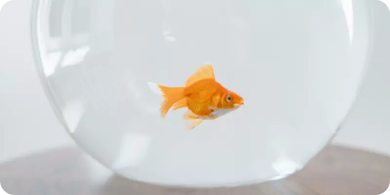 Goldfish Kya Hai