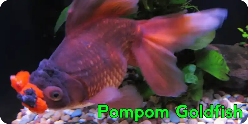 Pompom Goldfish